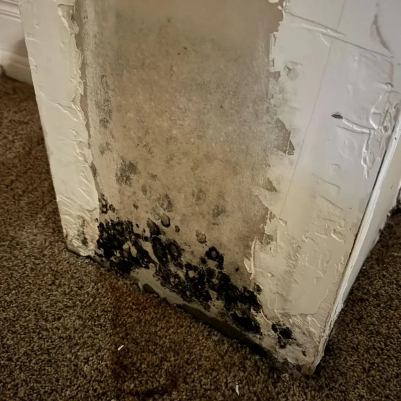 Professional Mold Removal in Atkins, VA